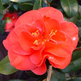 Camellia 'Mars'