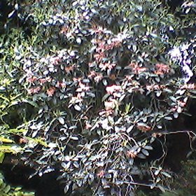 Rhododendron 'Selig (Giles)'