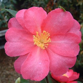 Camellia 'Kanjiro (formerly known as Hiryu)'