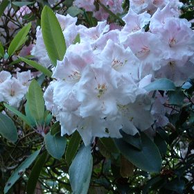 Rhododendron 'Loderi Pink Diamond - microprop'