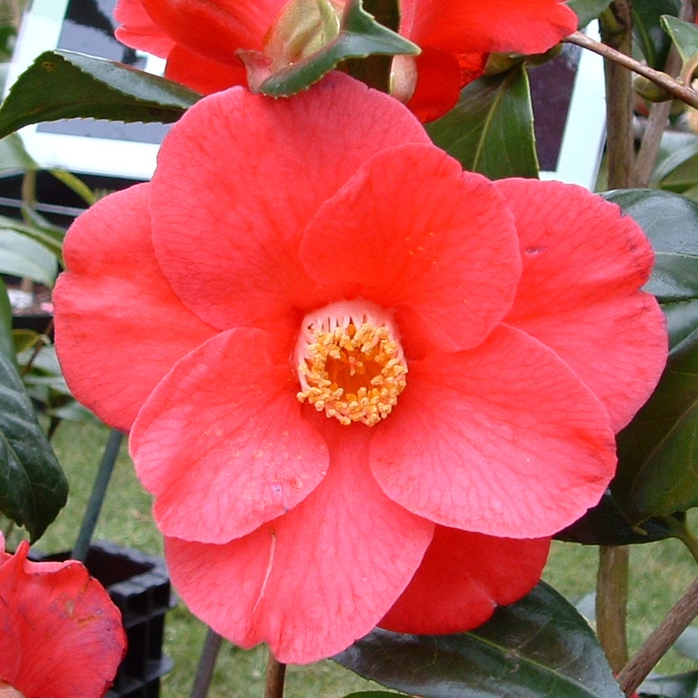 Camellia 'Jupiter'