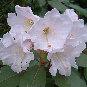 Rhododendron decorum(South Lodge seedling) 