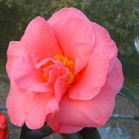 Camellia 'Leonard Messel'