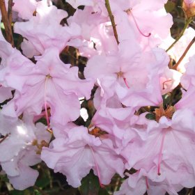 Rhododendron 'Emasculum'