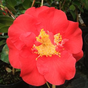 Camellia 'Grand Prix'
