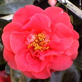 Camellia 'Reg Ragland'
