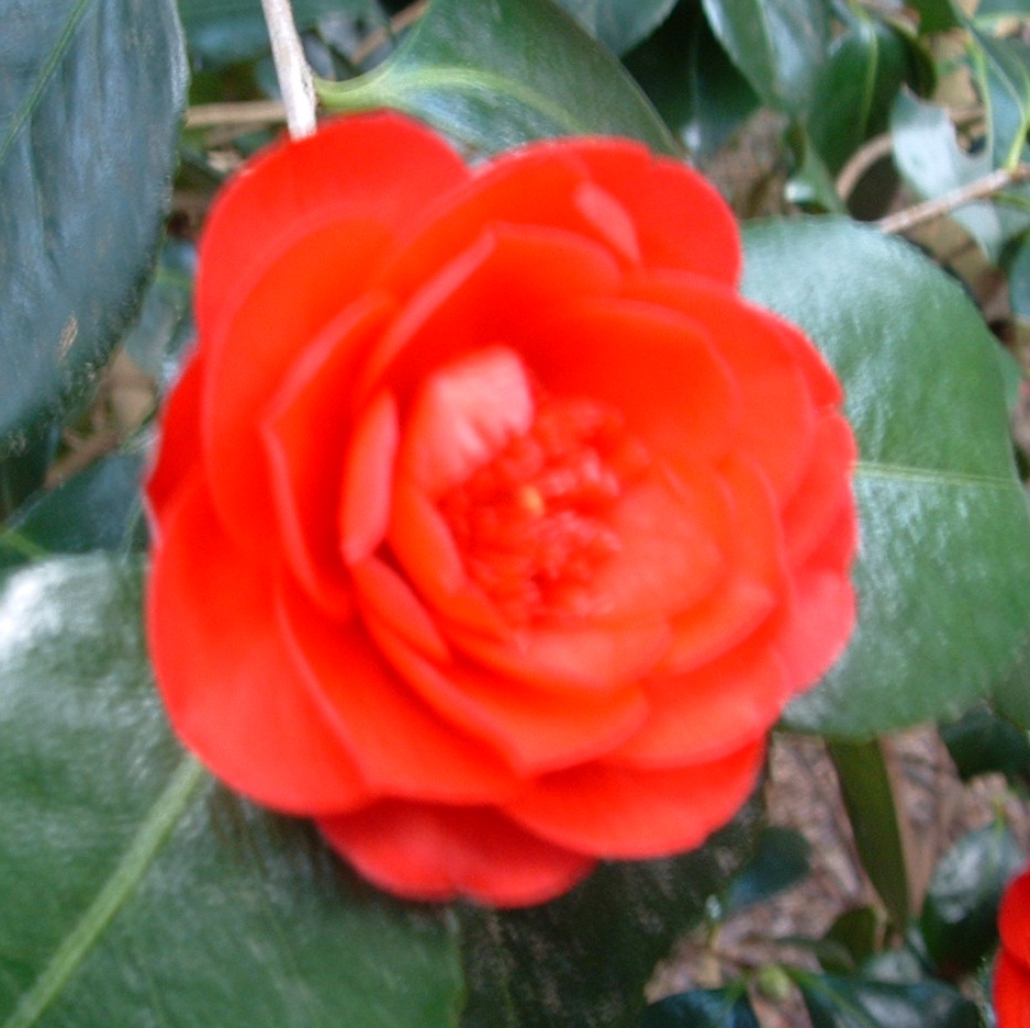 Camellia 'Elegans'