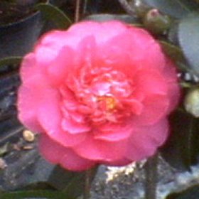 Camellia 'Elegant Beauty'