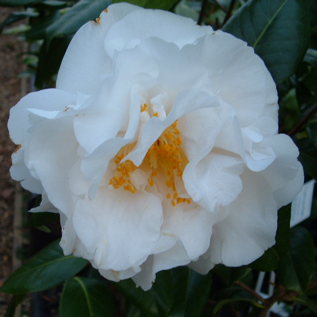 Camellia 'Angel'