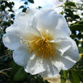Camellia 'Auburn White'