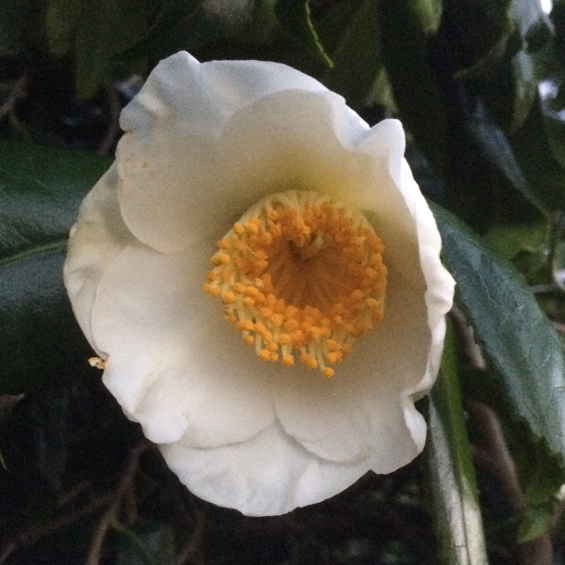 Camellia 'Kingyoba-shiro-wabisuke. (White fishtail)'