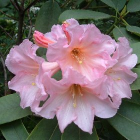 Rhododendron 'Midsummer'