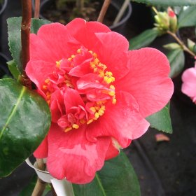 Camellia 'Blackburnia (?'
