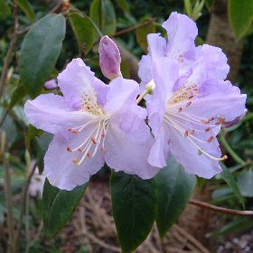 Rhododendron 'Eleanore'