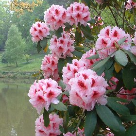 Rhododendron 'Mrs G.W.Leak'
