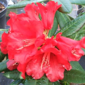 Rhododendron neriiflorum ssp neriiflorum 