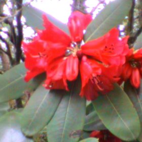 Rhododendron neriiflorum ssp neriiflorum 