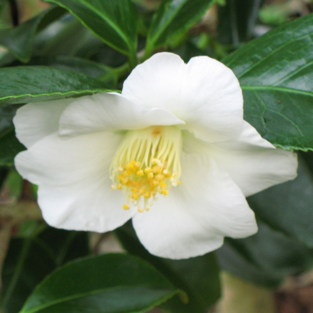 Camellia 'Devonia'