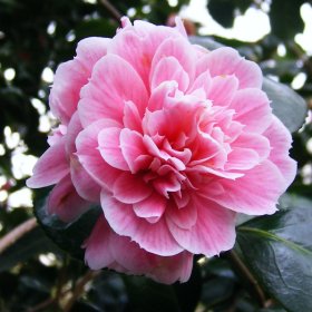 Camellia 'Duchesse Decazes'