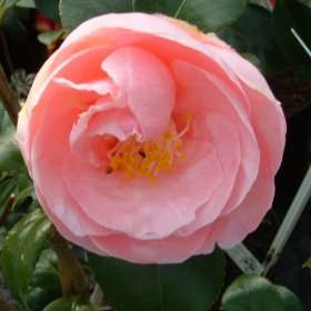 Camellia 'Hana-fuki'