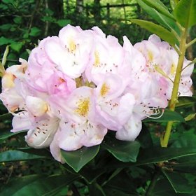 Rhododendron 'Gomer Waterer'