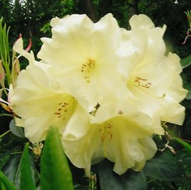 Rhododendron 'Hawk Crest'