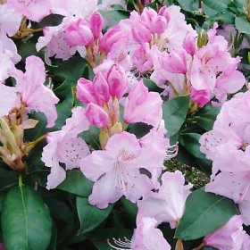 Rhododendron 'Mrs Charles.E. Pearson'