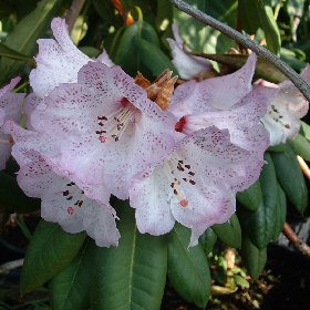 Rhododendron 'Nimrod'