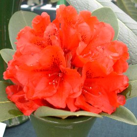 Rhododendron 'Queen of Hearts'