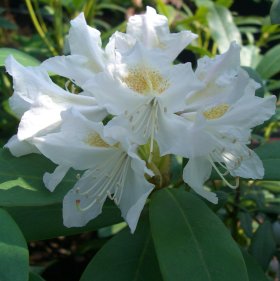 Rhododendron 'Cunningham\'s White'