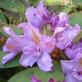 Rhododendron 'Fastuosum Flore Pleno'