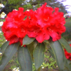 Rhododendron 'The Hon. Jean Marie de Montague'