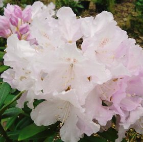 Rhododendron 'Hoppy'