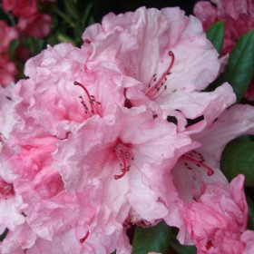 Rhododendron 'Hydon Dawn'
