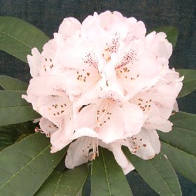 Rhododendron 'Boddaertianum'