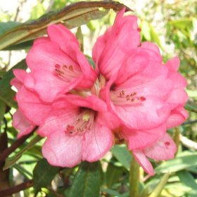 Rhododendron arboreum Seedlings 