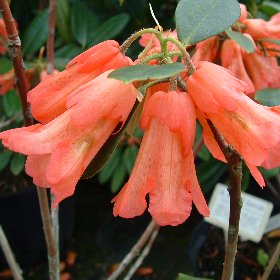 Rhododendron 'Goblin AM1939'