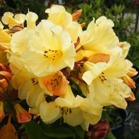 Rhododendron 'Golden Wedding'