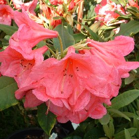 Rhododendron 'Kitty Cole'
