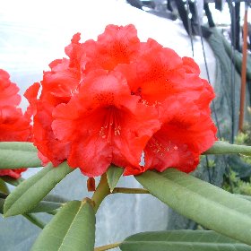 Rhododendron 'Leo'