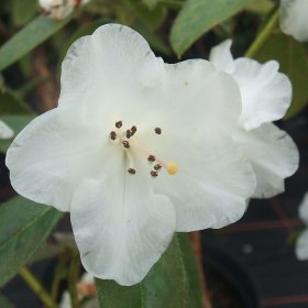 Rhododendron ciliatum White form