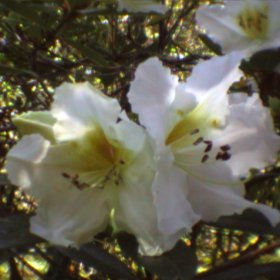 Rhododendron scopulorum 